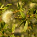 Larrea tridentata fruit and leaf close-up