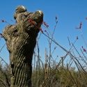 Crested Saguaro amongst blooming ocotillos