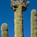 Crested Saguaro