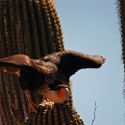 Crested caracara on saguaro