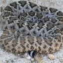 Crotalus atrox, western diamondback rattlesnake