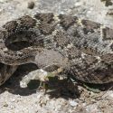 Crotalus atrox, western diamondback rattlesnake
