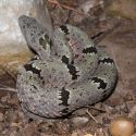 Crotalus lepidus - rock rattlesnake