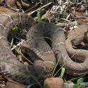 Crotalus willardi silus