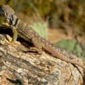 Crotaphytus collaris, eastern collared lizard