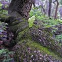 Curled oak trunk