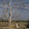 Dead cottonwood on upper Santa Cruz River