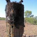 Donkey head stretched over fence post