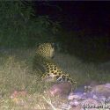 Jaguar on Northern Jaguar Reserve