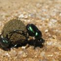 Dung beetles rolling dung ball