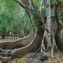 Ficus insipida with huge buttress roots