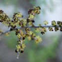 Forestiera shrevei flowers