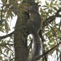 Mexican Fox Squirrel in Sierra Huachinera