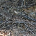 Gambelia wislizenii, long-nosed leopard lizard