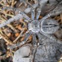 Giant wolf spider