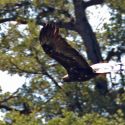 Golden eagle flying