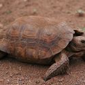 Gopherus agassizii, desert tortoise
