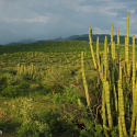 Bright green thornscrub with monsoon