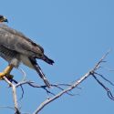 Grey Hawk Perched