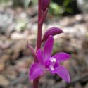 Hexalectris grandiflora in Sonora