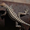Holbrookia elegans, elegant earless lizard