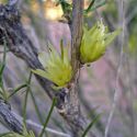 Hymenoclea monogyra flowers