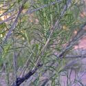 Hymenoclea monogyra