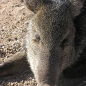 Injured javalina