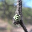 Insect Eggs