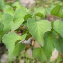 Jatropha cardiophylla leaves