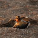 killdeer faking broken wing