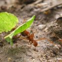 Leaf cutter ants