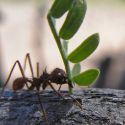 Leaf cutter ants carrying Acacia greggii