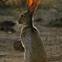 Lepus alleni, antelope jackrabbit