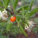 Lycium Sp.