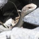 Masticophis mentovarius