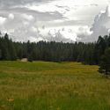 Meadow on Mt. Graham