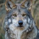 Mexican Gray Wolf © Robin Silver