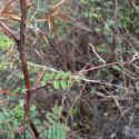 Mimosa dysocarpa