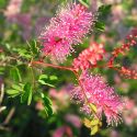 Mimosa laxiflora with flowers