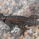 Mountain spiney lizard