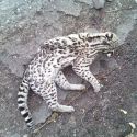 Ocelot road kill near Globe, Arizona