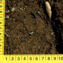 Track of wild ocelot