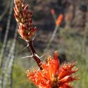 Ocotillo flowers