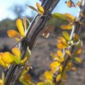 Ocotillo branch with leaves up-close