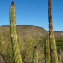 Frost damage on organ pipe