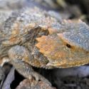 Phrynosoma hernandesi - greater short-horned lizard