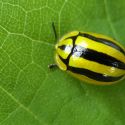 Physonota disjuncta
