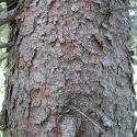 Picea engelmannii, Engelmann spruce