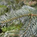 Picea engelmannii, Engelmann spruce